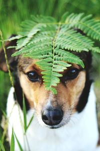 Close-up portrait of dog