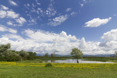 Scenic view of field against sky