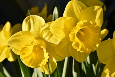 Close-up of yellow daffodil