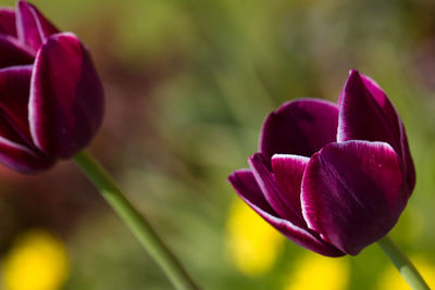 Close-up of magenta tulips