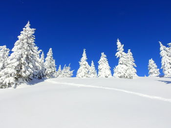 Snow covered trees against blue sky