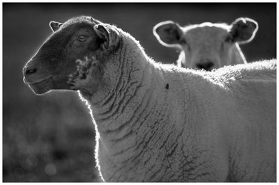 Close-up of sheep