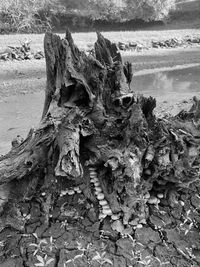 Close-up of driftwood on tree trunk at beach