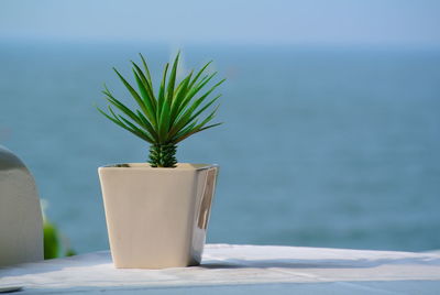 Small plant in ceramic vase on white table with blue sea as background with copy space.