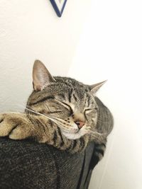 Close-up of a cat sleeping on wall