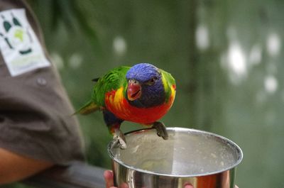 Close-up of parrot perching on hand