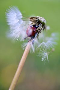 Close-up of housefly on flower