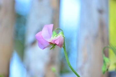 Close-up of pink rose