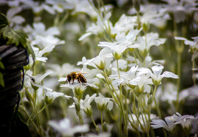 Close-up of bee pollinating flower