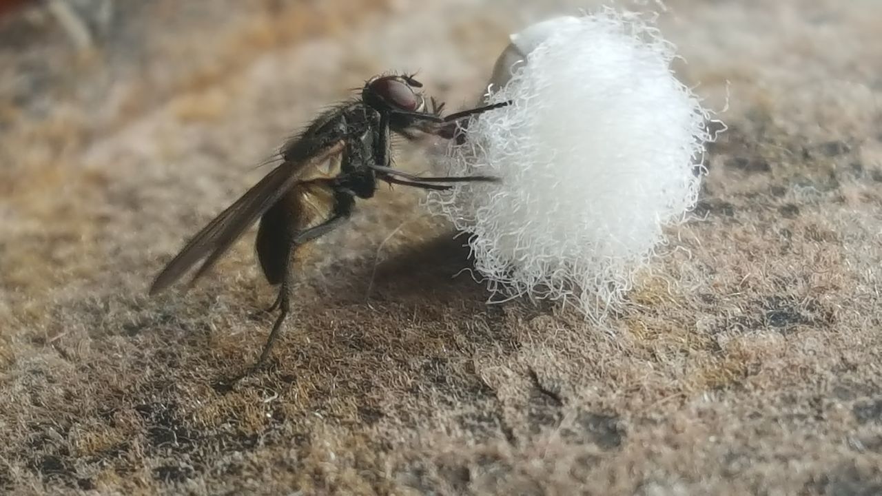 Just a fly