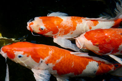 Close-up of fish swimming in water