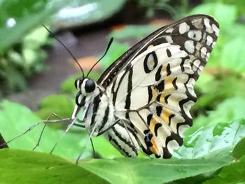 Close-up of butterfly