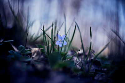 Close-up of purple crocus flowers on field