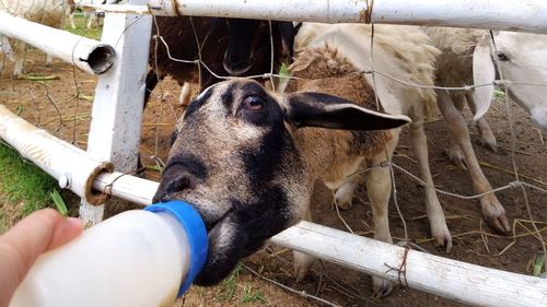 Feeding some milk to a sheep