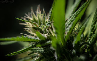 Close-up of plants growing on field