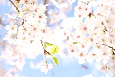 Low angle view of cherry blossoms in spring