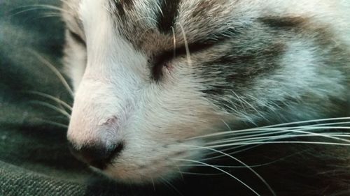 Close-up of cat