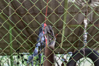 Close-up of chainlink fence