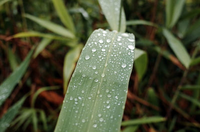 Close-up of water drops on grass