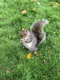 High angle view of squirrel on field