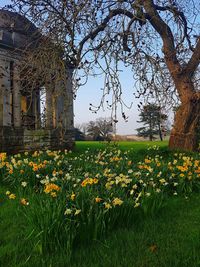 Yellow flowering plants on field