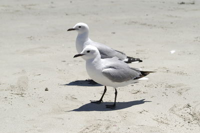 Seagull perching on a land