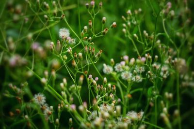 Close-up of flowering plant growing on field