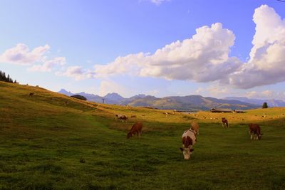 Cows grazing on field against sky