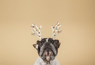 New year and christmas concept with dog wearing reindeer choirs leash against light colored