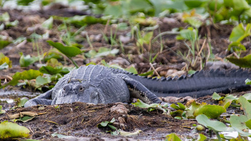 Close-up of lizard on land