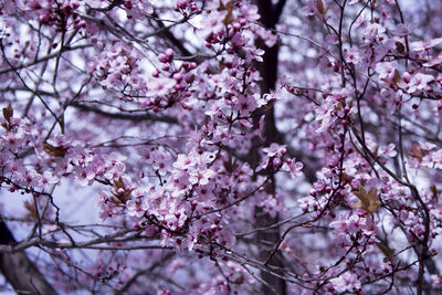 Low angle view of cherry blossom tree