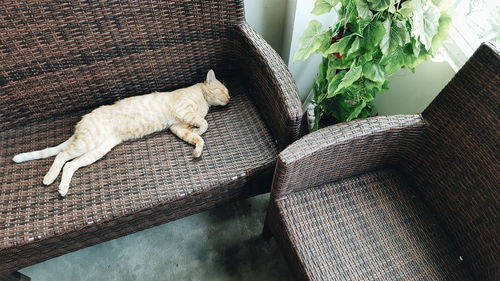 High angle view of cat sleeping on sofa at home