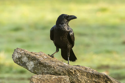 Close-up of raven perching on branch