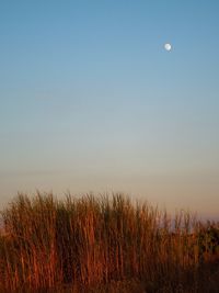 Tall grass in field against clear sky with moon