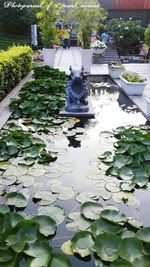 Leaves floating on pond