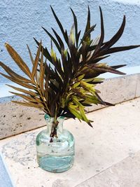 Close-up of potted plant in sea