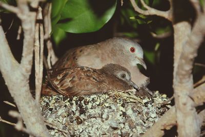 Close-up of bird perching on branch