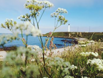 Scenic view of flowering plants on land against sky