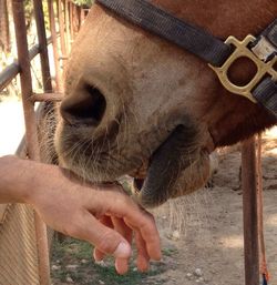 Close-up of horse