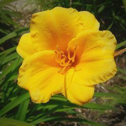 Close-up of yellow day lily blooming outdoors