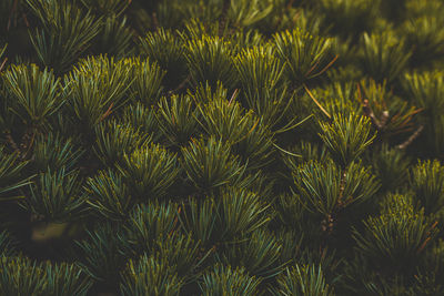 Full frame shot of pine tree