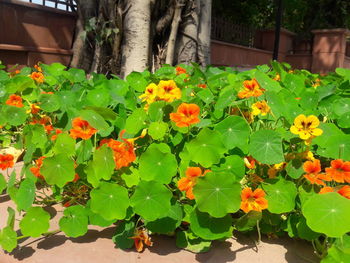 Close-up of flowering plants