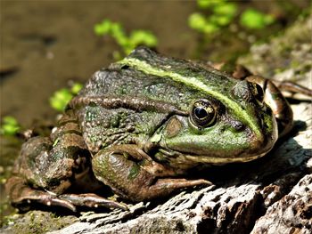 Close-up of frog on rock