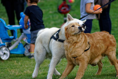 View of dog on field