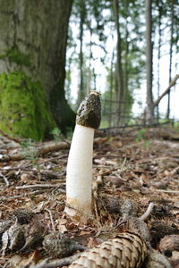 Close-up of a mushroom on field