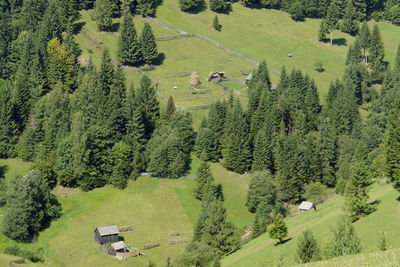 High angle view of trees on field
