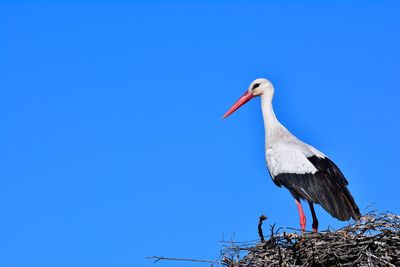 Bird perching on nest against blue sky