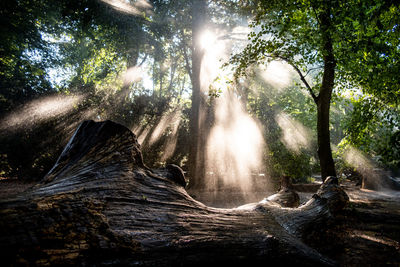 Trees in forest