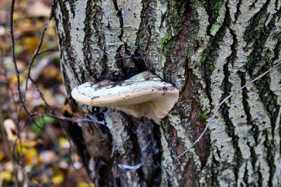 Close-up of mushroom growing on tree trunk