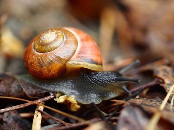 Close-up of snail